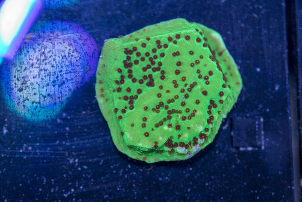 Montipora - Chilli Pepper