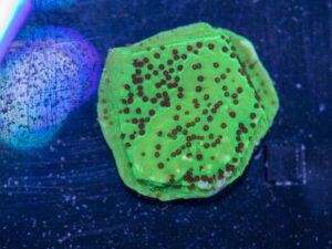 Montipora - Chilli Pepper