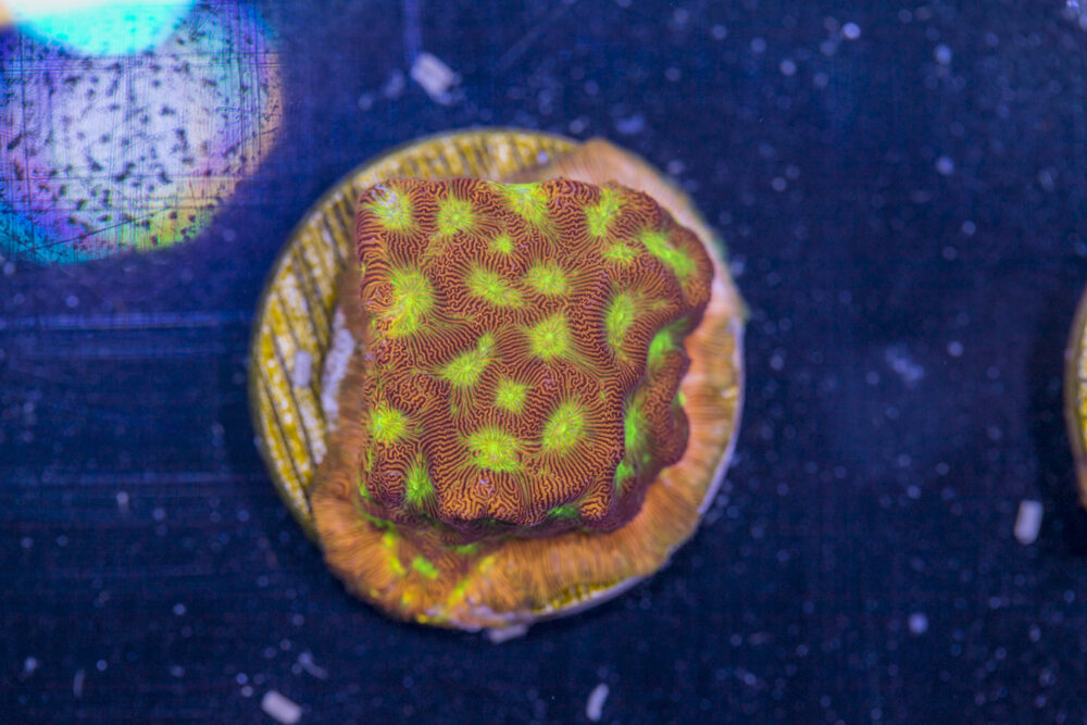 Leptoseris - Jack O Lantern