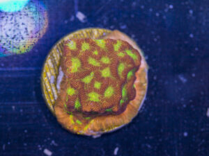Leptoseris - Jack O Lantern