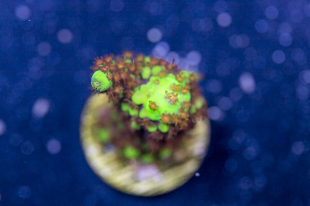 Acropora - Red Polyp Dallas