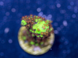 Acropora - Red Polyp Dallas