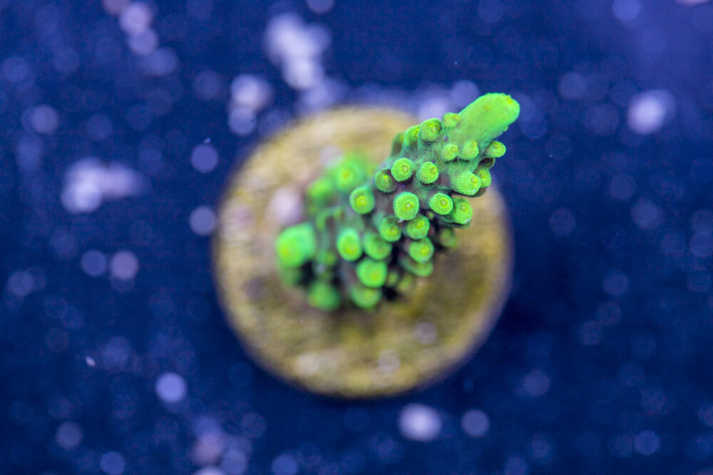 Acropora - Dallas