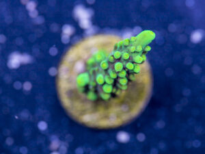 Acropora - Dallas
