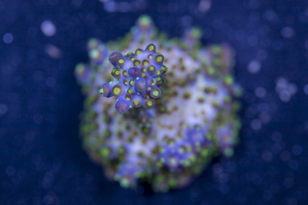 Acropora - Goosebump