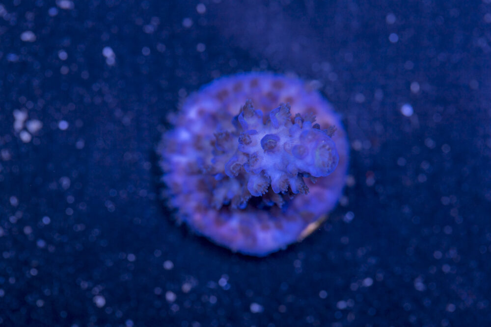 Acropora - Shaggy Blue