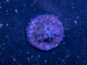 Acropora - Shaggy Blue