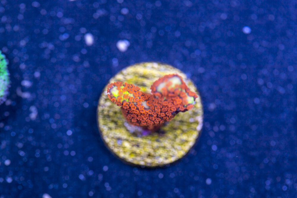 Montipora - Bubblegum Digitata