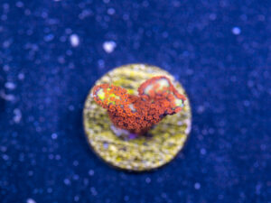 Montipora - Bubblegum Digitata