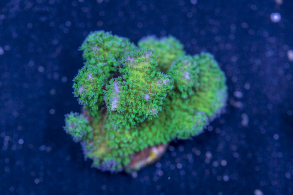 Pocillopora