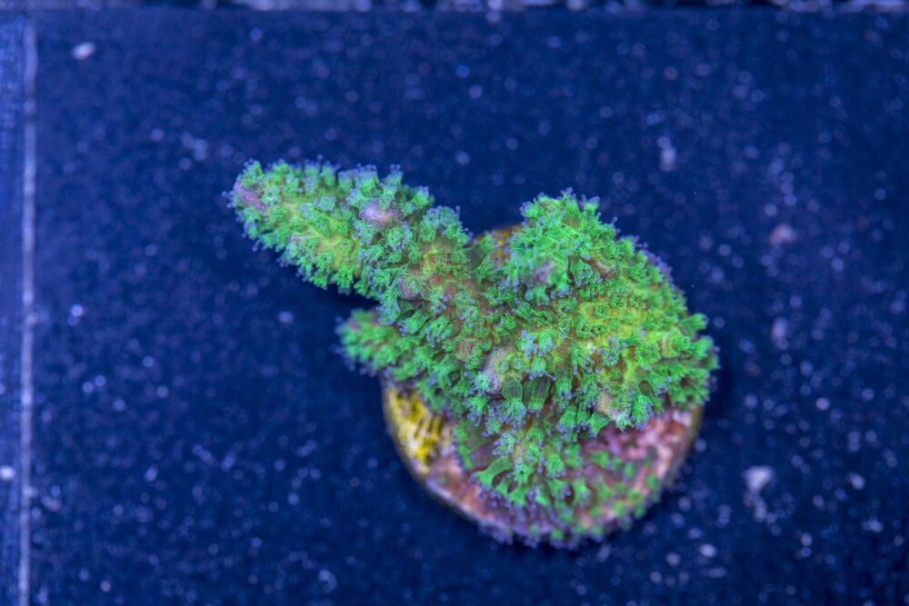Pocillopora