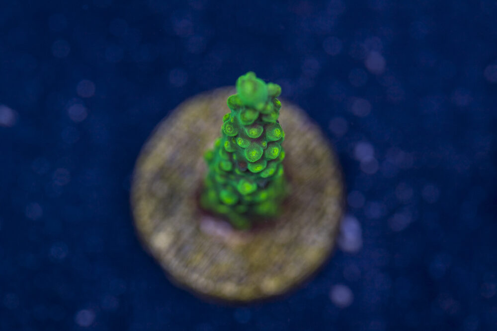 Acropora - Dallas