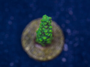 Acropora - Dallas