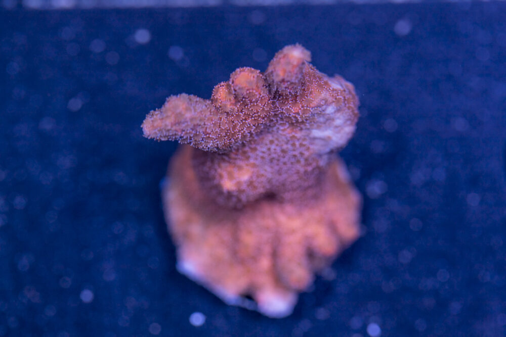 Montipora - Pink Digitata