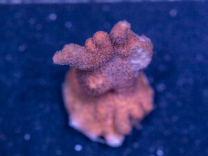 Montipora - Pink Digitata