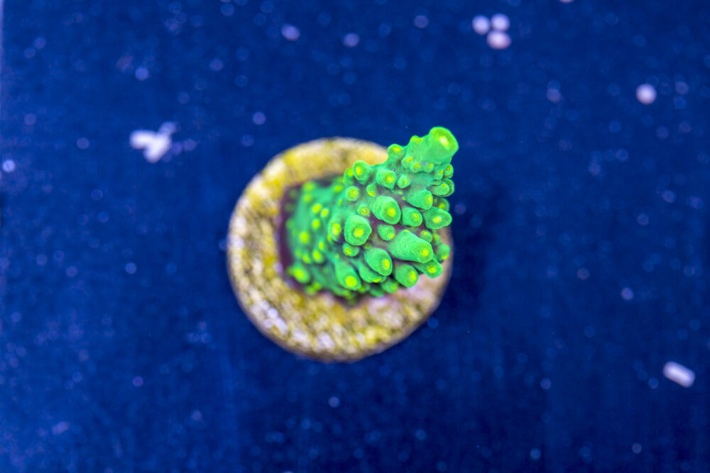 Acropora - Dallas