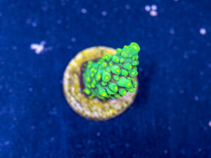 Acropora - Dallas