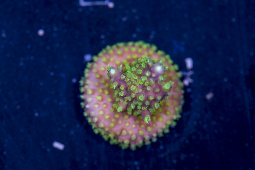Acropora - Rainbow Loom