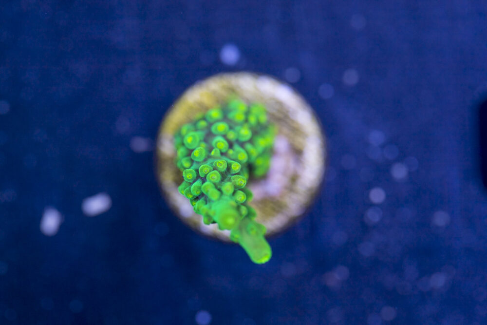 Acropora - Dallas