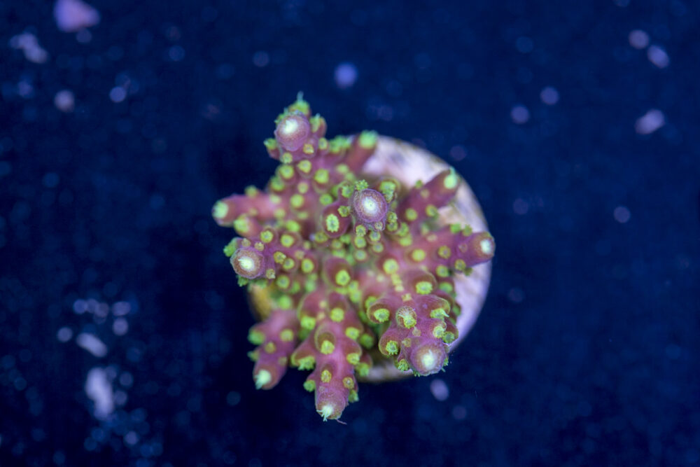 Acropora - Rainbow Loom
