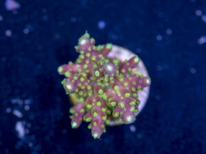 Acropora - Rainbow Loom