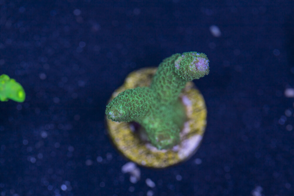 Montipora - Green Digitata