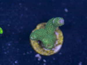 Montipora - Green Digitata