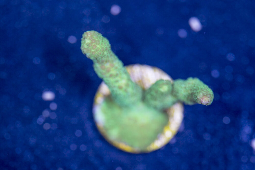 Montipora - Green Digitata