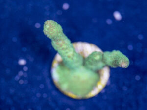 Montipora - Green Digitata