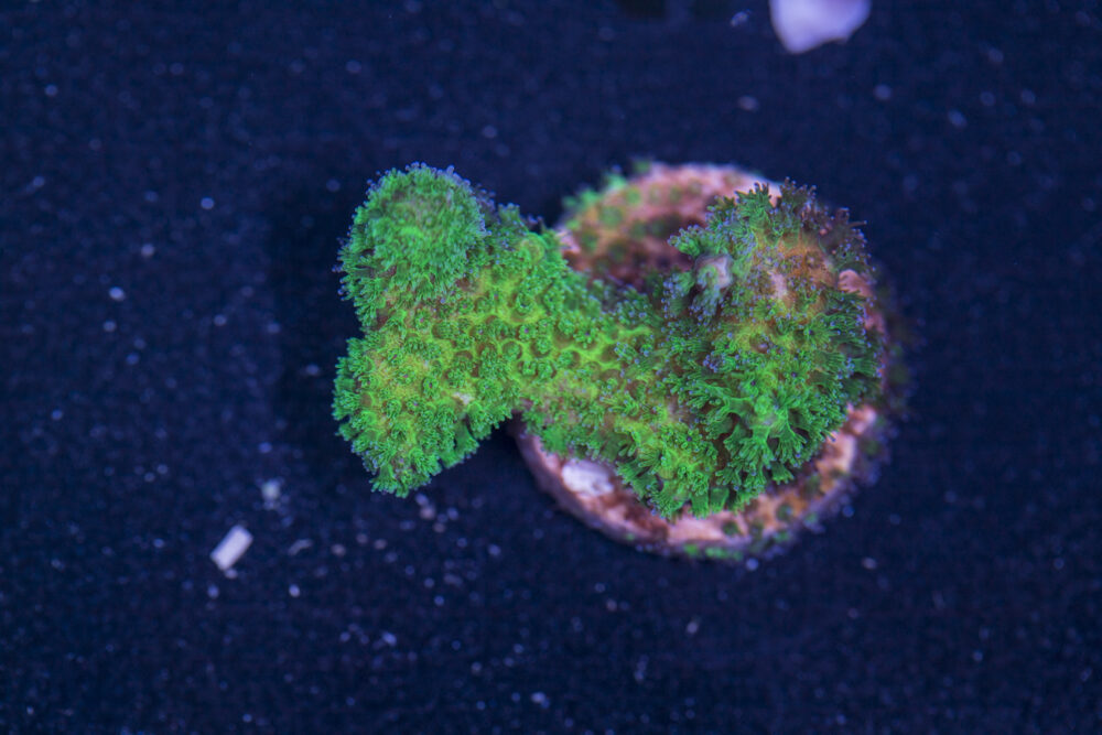 Pocillopora