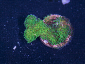 Pocillopora