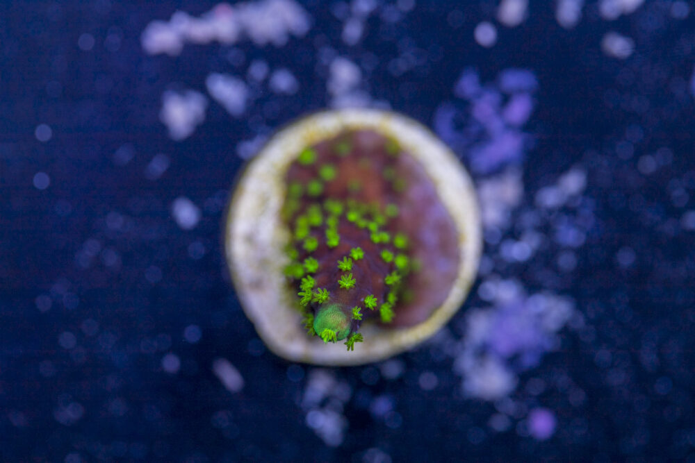 Acropora - Dallas