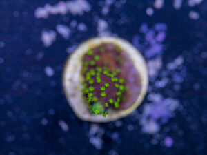 Acropora - Dallas