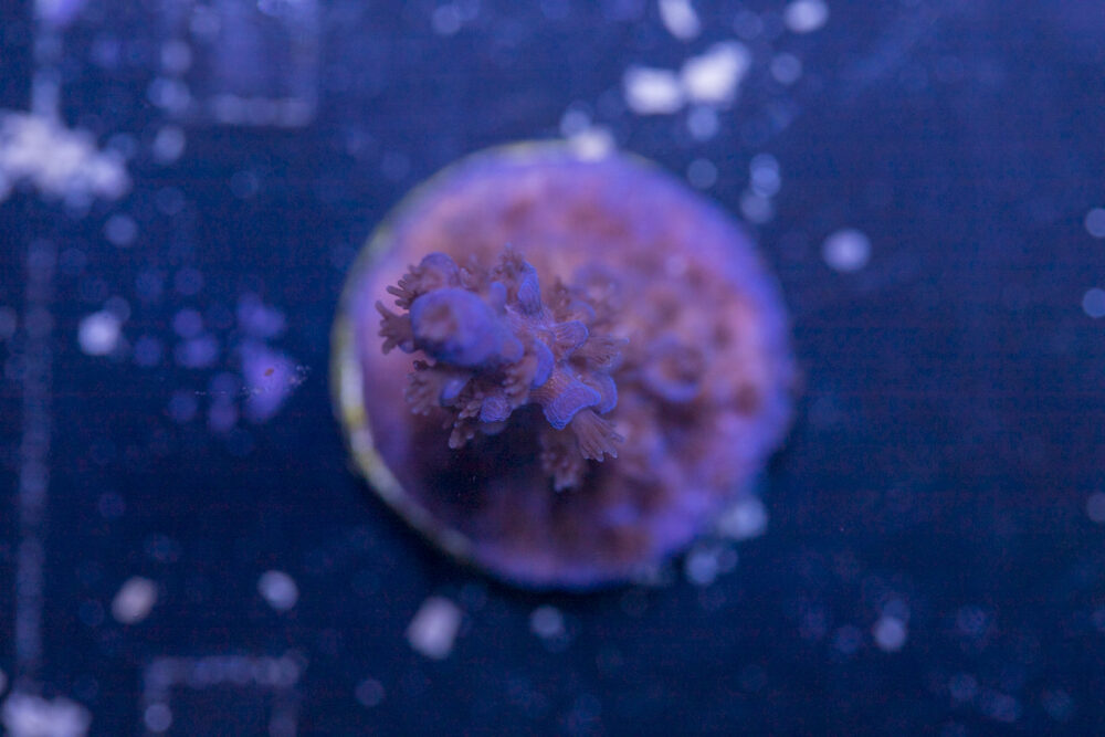 Acropora - Shaggy Blue