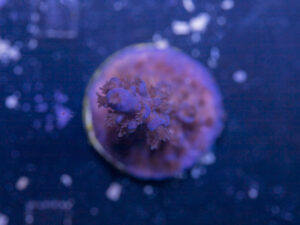 Acropora - Shaggy Blue