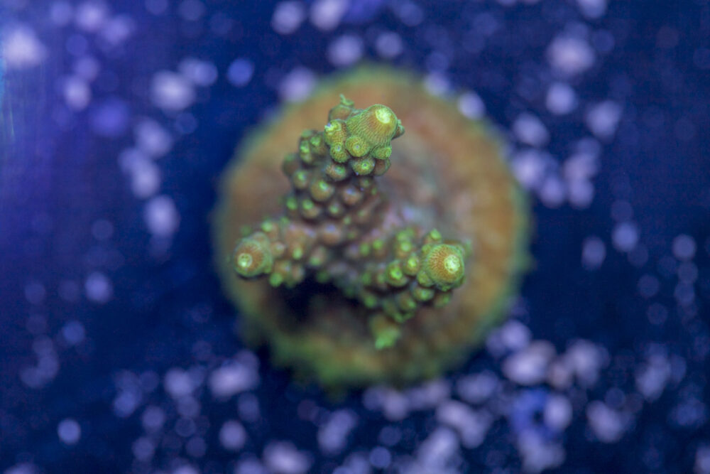 Acropora