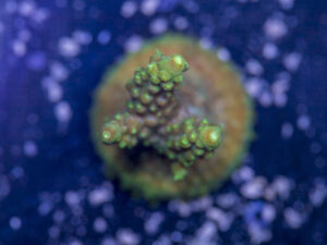 Acropora