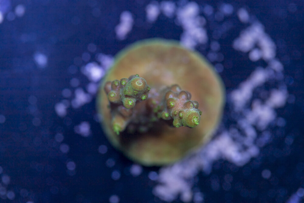 Acropora