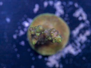 Acropora