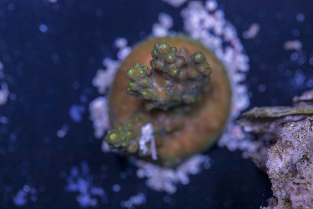 Acropora