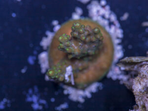 Acropora