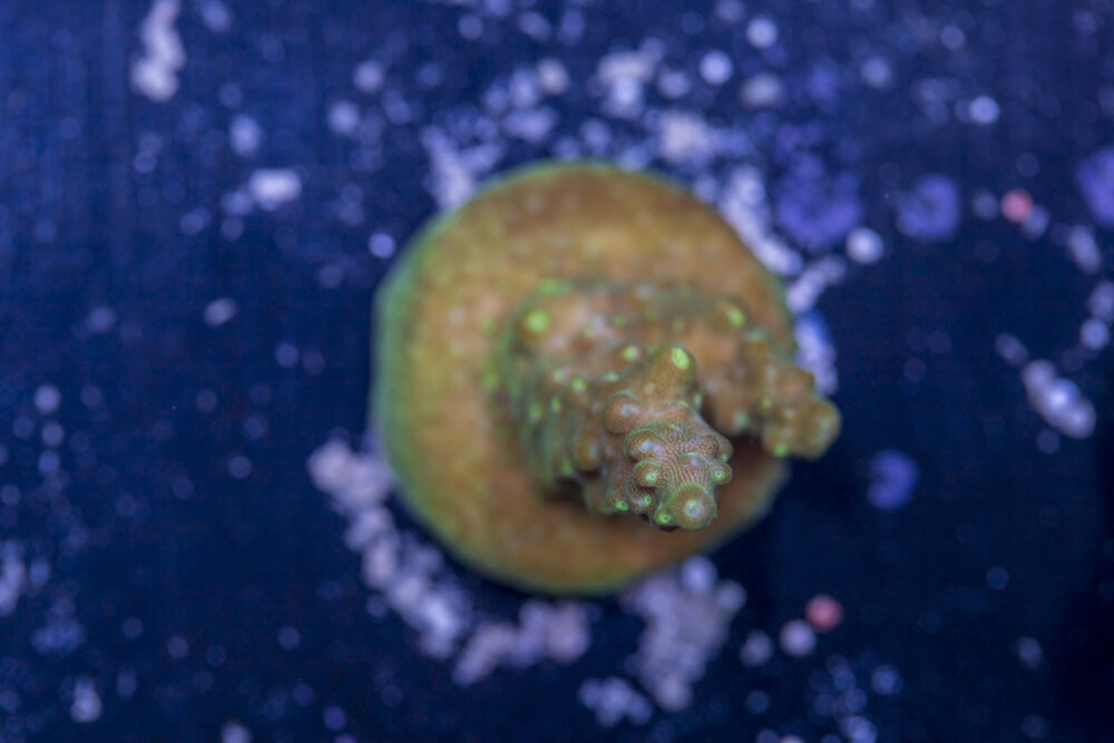 Acropora