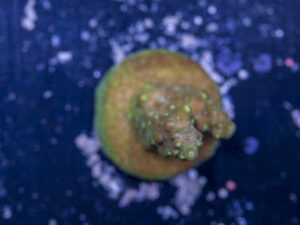 Acropora