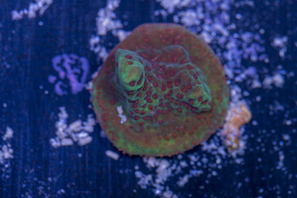 Montipora