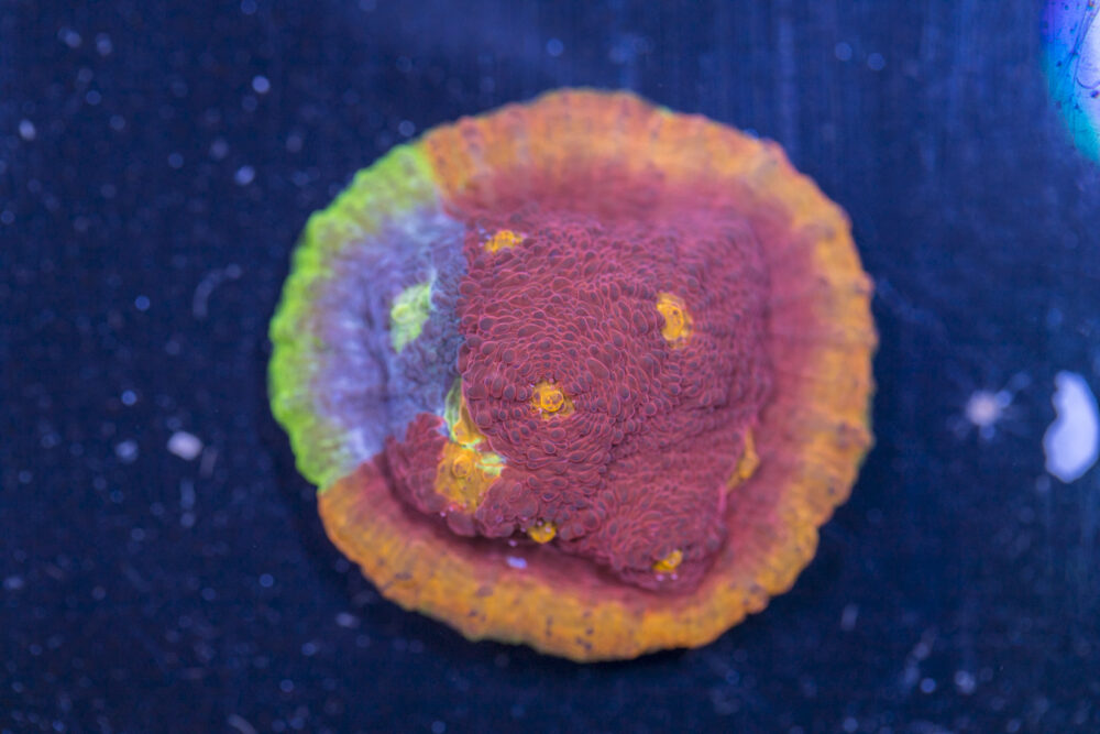 Chalice - Jellybean Rainbow