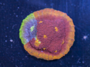 Chalice - Jellybean Rainbow