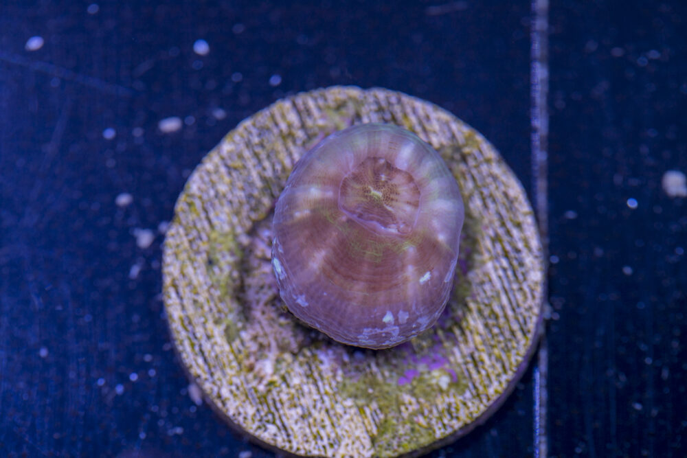 Scolymia