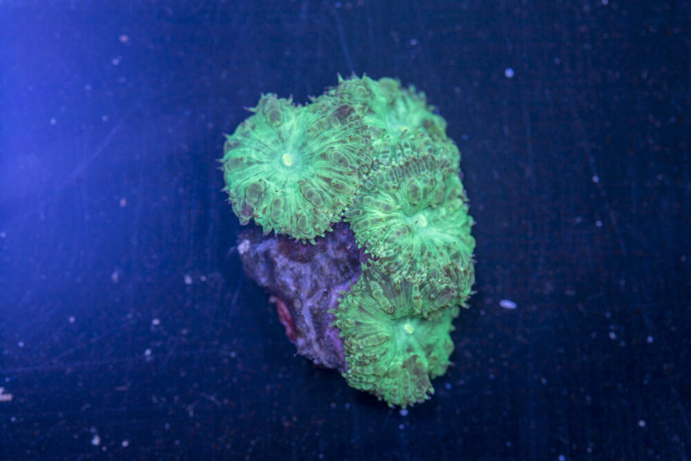 Blastomussa