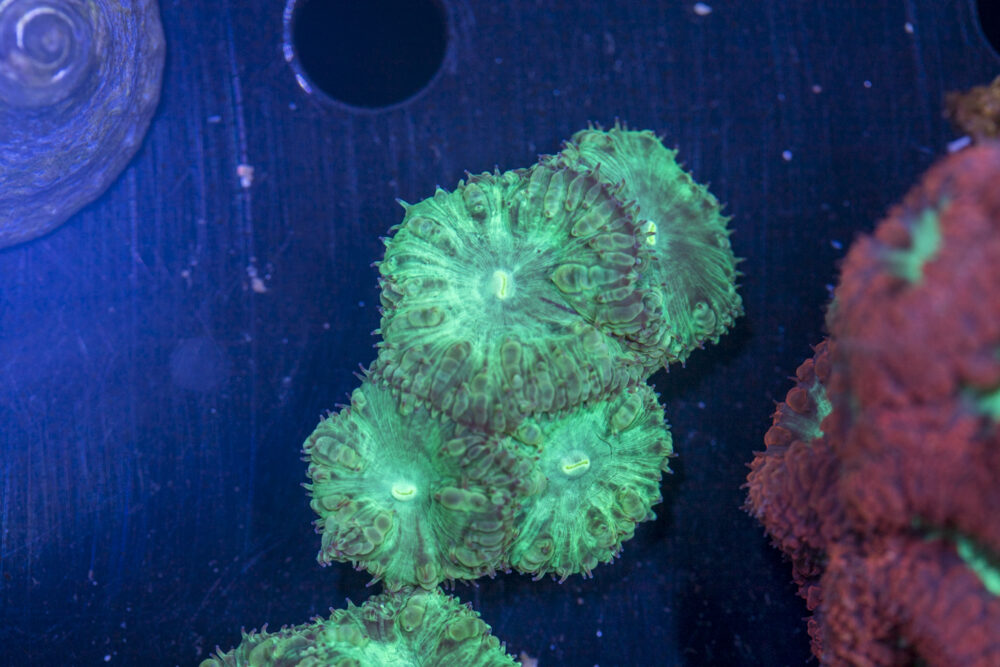 Blastomussa