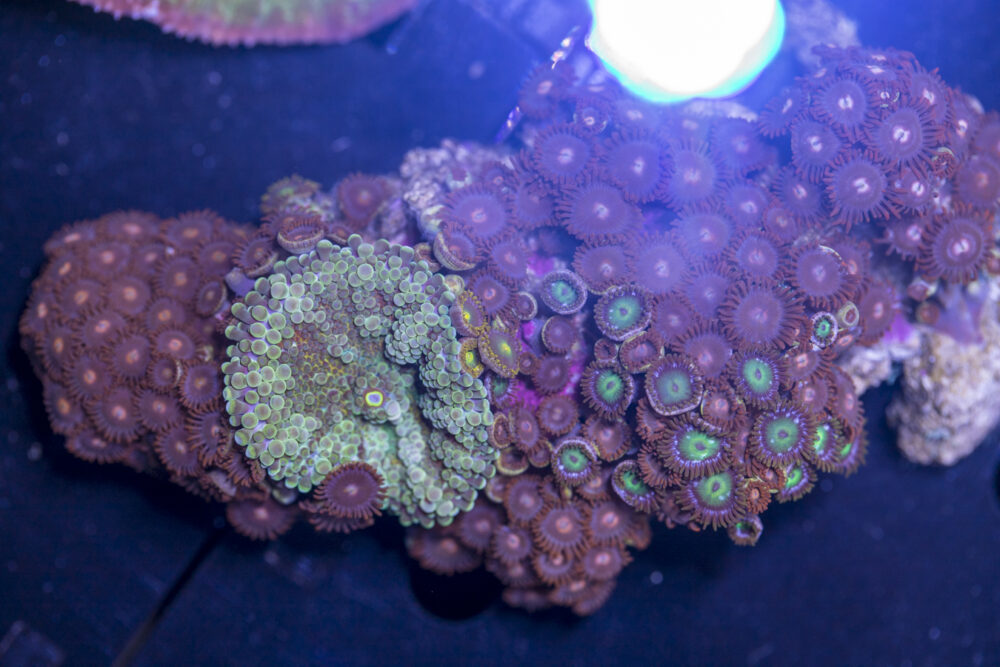 Ricordea / Zoanthid Combo